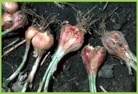 Basal rot (Onion)