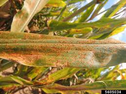 Rust (Maize)