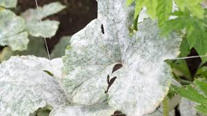 Powdery mildew (All Vegetables)