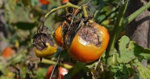 Late blight (Tomato)
