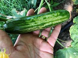 Thrips (Cucurbits)