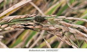 Paddy (All Vegetables)