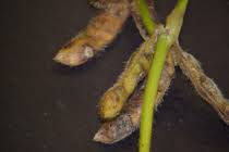 Anthracnose / Pod blight  (Soyabean)