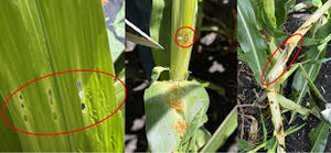 Stem borer (Maize)