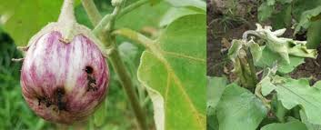 Fruit borer / Shoot borer (All Vegetables)