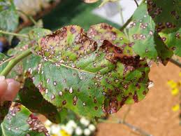 Leaf spot / Blight (All Vegetables)