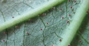 Red spider mite (Cucurbits)