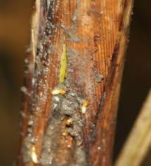 Termites (Sugarcane)