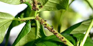 Aphids (Pulses)