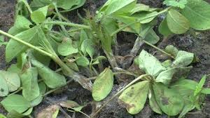Root rot (Groundnut)
