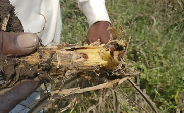 White grub (Sugarcane)
