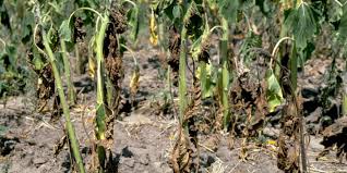 Wilt (Fusarium)  (Pulses)