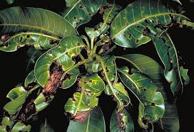 Anthracnose (Mango)
