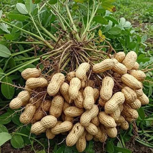 Groundnut