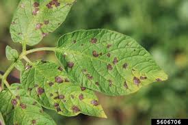 Early blight (Potato)