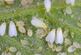 Whitefly  (Pulses)