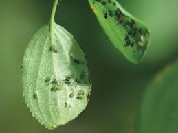 Aphids (Soyabean)