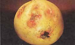 Bacterial wilt (Potato)