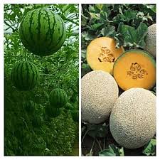 Muskmelon & Watermelon