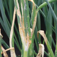 Stemphylium blight (Onion)