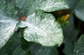 Powdery mildew (Potato)