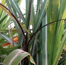 Smut (Sugarcane)