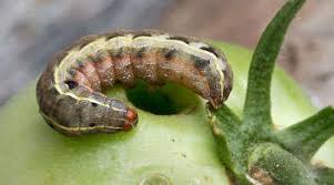 Fruit borer (Tomato)