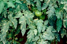 Leaf miner (Tomato)