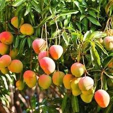 Mango crop protection products for fertilizer, nutrition, flowering and fruit development
