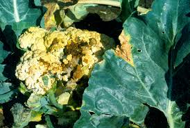 Black rot (bacterial) (Cauliflower)