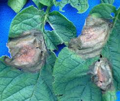 Late blight (Downy mildew) (Potato)