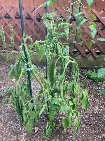 Bacterial wilt (Tomato)