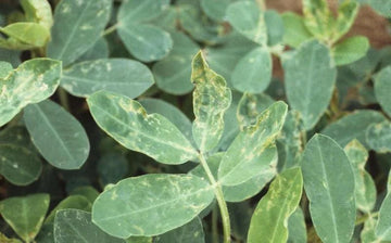 Thrips (Groundnut)