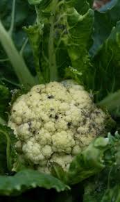 Aphids (Cauliflower)
