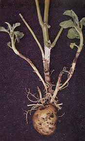 Black scurf / Stem canker  (Potato)