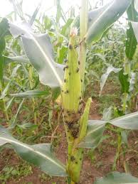 Shoot fly (Maize)