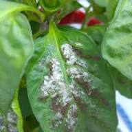 Powdery mildew (Chilli)