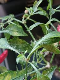 Whitefly (Chilli)