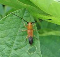 Girdle beetle (Soyabean)