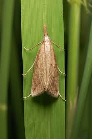 Stem borer (Paddy)