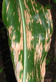 Maydis leaf blight (Maize)