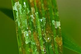 Bacterial leaf blight (Paddy)