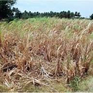 Wilt (Sugarcane)