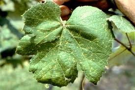 Leaf spot (Grapes)