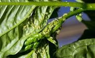 Aphids (Chilli)