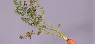 Leaf miner (Carrot)