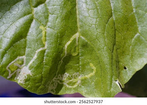 Leaf miner (Cauliflower)