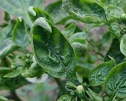 Thrips (Chilli)