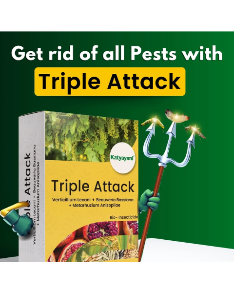 Katyayani Triple Attack Powder Bio Insecticide (Verticillium lecanii + Beauveria bassiana + Metarhizium anisopliae)