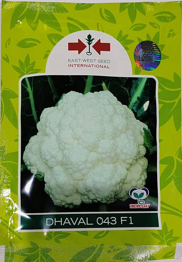 Dhaval 043 F1 Hybrid Cauliflower Seeds